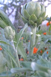 Spindelväv i kronärtskocka
