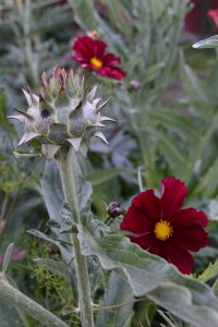 Vacker samplantering av kronärtskocka och sommarrudbeckior
