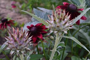 Vacker samplantering av kronärtskocka och sommarrudbeckior
