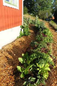 Samma bädd helt fylld av plantor med olika gröna nyanser i bladverket.