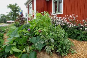 En vacker grönsaksplantering framför en liten röd stuga med gröna fönster.