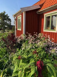 En sommarbild med planterade blommor och grönsaker omvartannat.