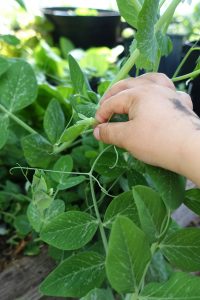 En liten barnhand nyper en ärta av en planta.