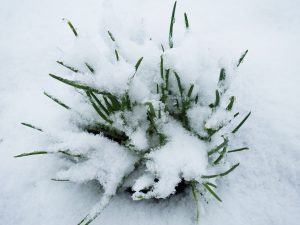 Vitlöksblast tittar upp ur snön