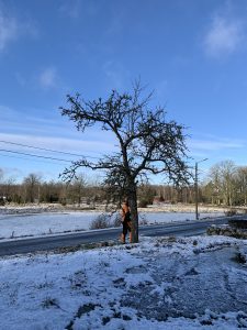 En man i varselkläder står vid ett träd.