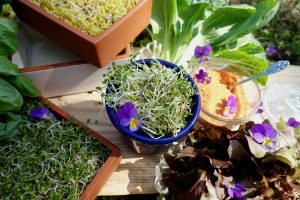 Flera olika små kärl med läckra groddar tillpiffade med violblommor.