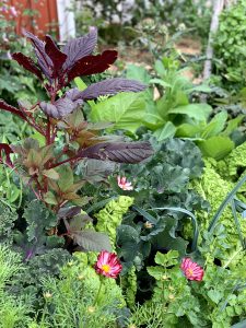 Närbild på växterna som växer tillsammans.