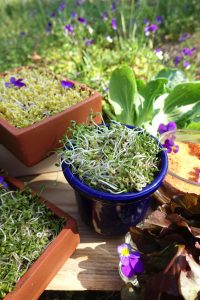 Groddar fotograferade utomhus i olika kärl.