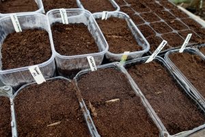 Bild på tråg fyllda med jord.