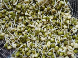 Närbild på groddar i ett kärl.