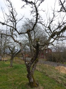 Ett gammal fruktträd