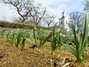Odlingsbädd med vitlöksblast som tittar upp. En vit kyrka skymtar i bakgrunden.