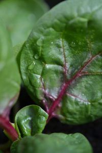 Spenatblad med röd mittnerv