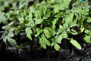 Små söta tomatplantor