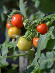 Mognande tomater på kvist