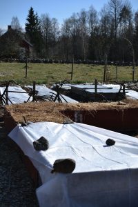 Pallkrageodling där vissa kragar har täckts med vit fiberduk.
