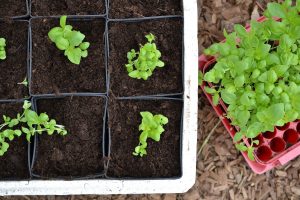 Omplanterade basilika bredvid ett tråg med gröna blad.