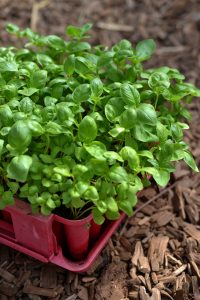 Stående bild på rött tråg med gröna plantor i.