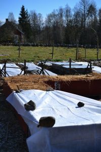 En pallkrageodling där en pallkrage är täckt med en vit duk.
