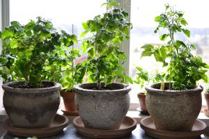 Tre tomater i krukor på ett bord framför ett fönster.