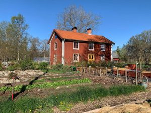 Skillnadens köksträdgård i vårsol