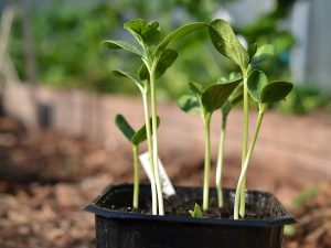 Små melonplantor i en svart kruka