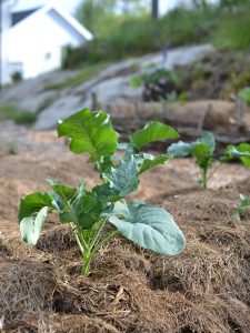 En liten broccoliplanta i en täckodlad bädd