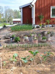 En lantlig köksgträdgård med täckodlade bäddar och krukor