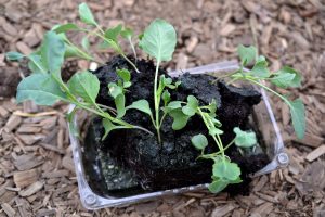 Ett tråg med trassliga små plantor i grönt.