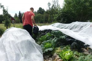 Frodig köksträdgård med kål och en kvinna som vattnar med kanna.