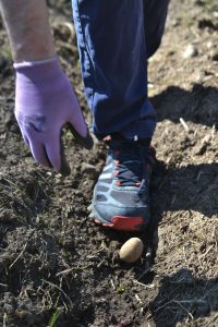 En hand lägger en potatis i jorden.