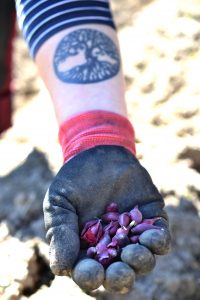 En hand håller en näve röd sättlök.