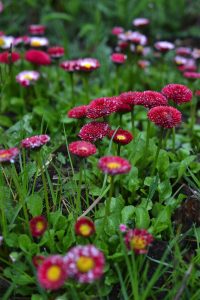 Tusenskönor, en låg blomma i knallig rosa.