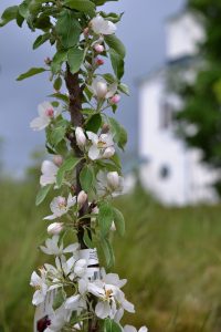 Träden har korta, korta fruktgrenar och vissa träd blommar i princip rakt på huvudstammen.