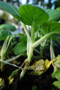 En ranglig planta pak choi med lång stjälk.