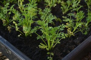 Gröna plantor i ett svart tråg med jord.