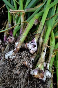 Stående bild med en rejäl bunt vitlök med grön blast.