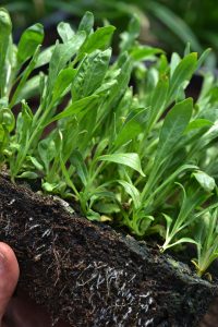 En klump med många plantor hålls i en hand.