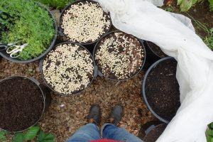 Krukor med ärtskott i frö som fotograferats ovanifrån.