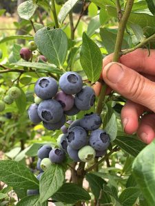 En stor klase med blåbär på en buske.