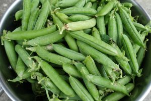En massa gröna ärter i baljor ligger i en kastrull.