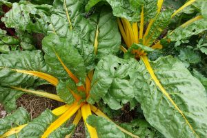 Grön mangold med illgula stjälkar.