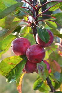 Ett litet träd med små röda frukter.