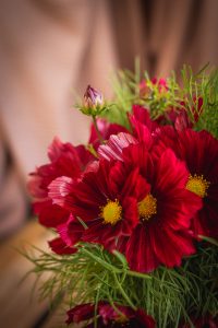 Närbild på rosaröd blomma med gul mitt.