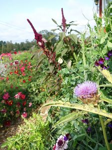 En blomstrande köksträdgård av amarant, luktärt, kronärtskocka, dahlia och rosenskära.