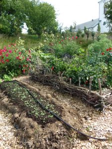 En blomstrande köksträdgård med en upphöjd odlingsbädd med vintersallad som gror fint.