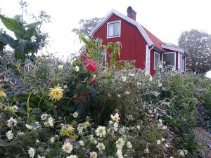 En frostnupen blomsterrabatt framför ett rött litet hus.