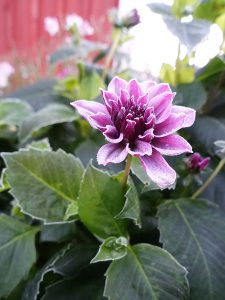 Frostnupen dahlia