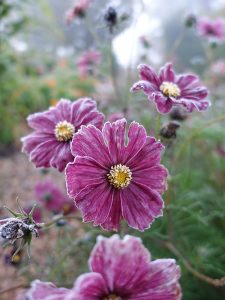 Rosenskäror i en rosa-lila färg efter en frostnatt.