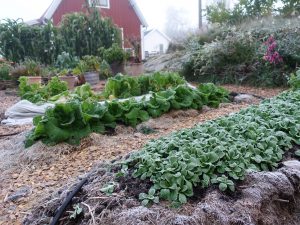 Frostnupen köksträdgård med bäddar fulla av bland annat vintersallat och kinesisk salladskål.